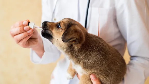 Animals Health