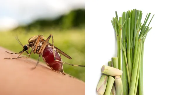 Lemongrass and Mosquito
