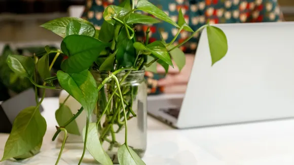 Money Plant