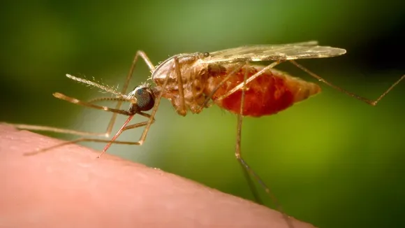 chikungunya virus