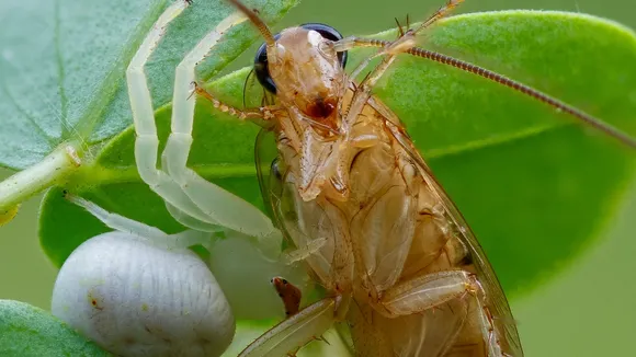 Cockroaches