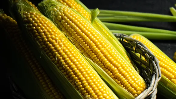 Corn