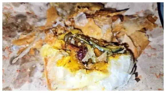 Snake In Curry Puff