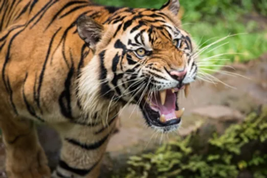 tiger attack  
