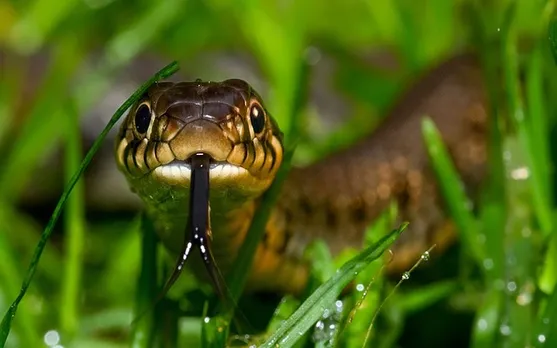 snakebite