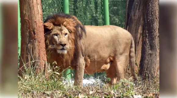 asiatic lion