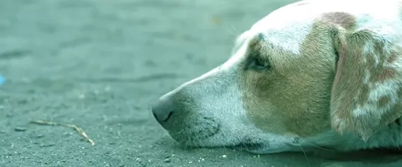 stray dog