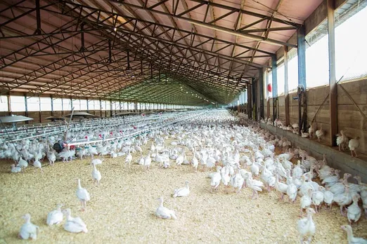 chicken farm