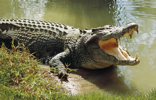 Woman goes missing near river bank; crocodile attack suspected