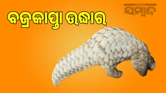 3 Kilo indian pangolinin rescue from Anbola Jor village