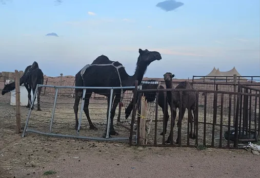 camel-5
