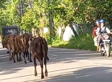 cows on road