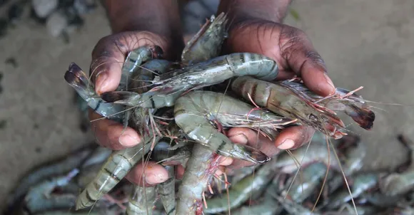prawn000000