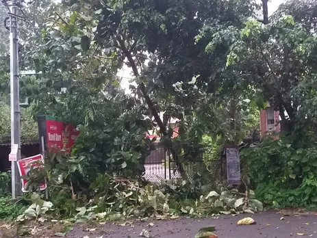 tree branches fallen on electricity line.-2