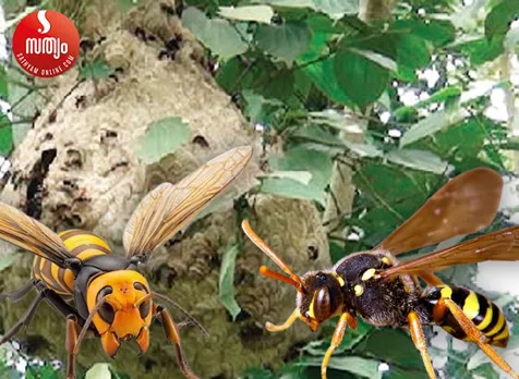 wild bee-2