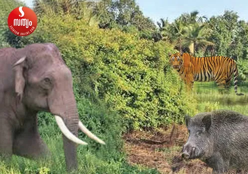 wild annimal attack-3