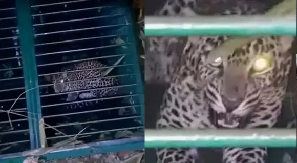 leopardddddddddd