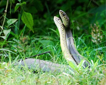snake mating