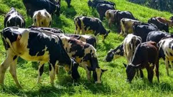 ksheerama grama scheme