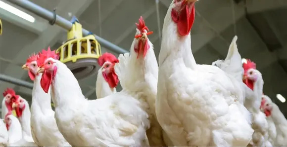 chiken