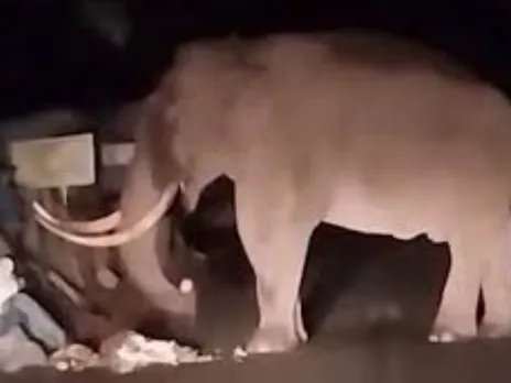 padayappa elephant