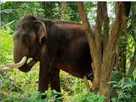 elephant2