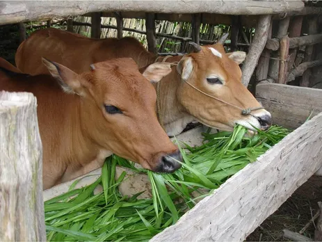 cow feeding