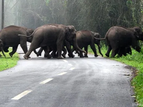 wild elephants crossing road
