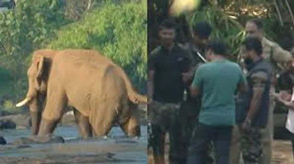 elephant 111