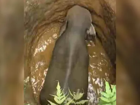 WILD ELEPHANTH IN MALAPPURAM Urangattiri