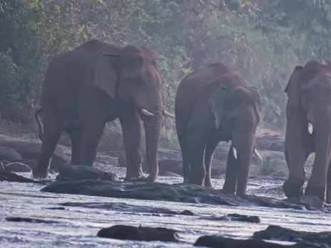 elephant thrissur