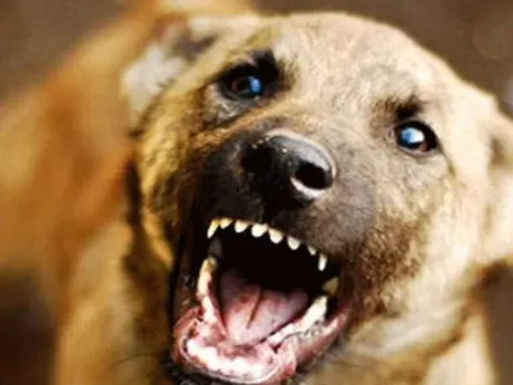 street dog