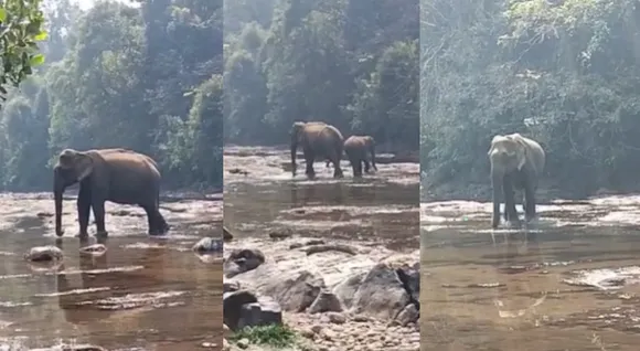 elephant  seethathodu