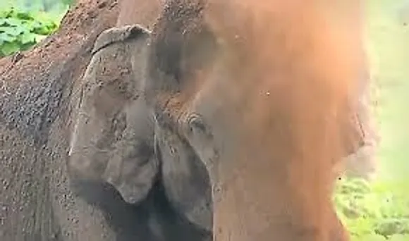 elephant 11