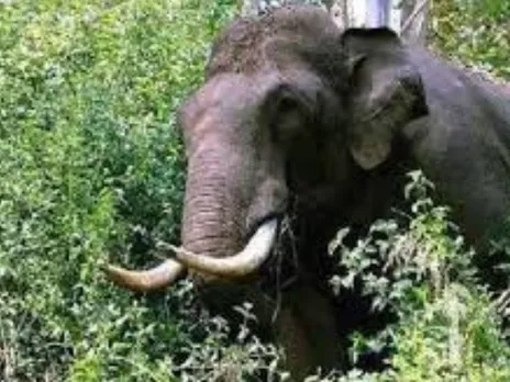 wid elephant44