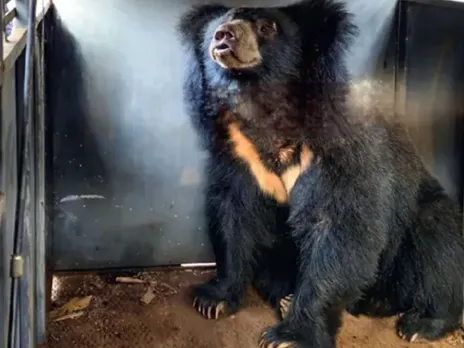 BEAR INTO TRAP