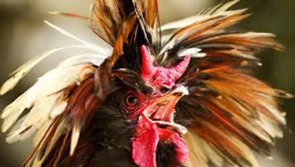 hen 1233
