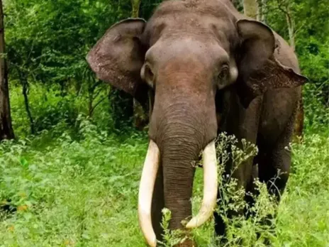 elephant attack111