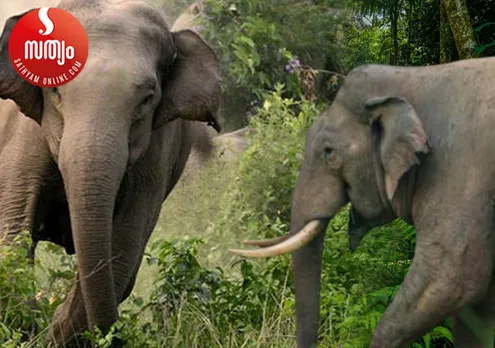 elephant attack-2