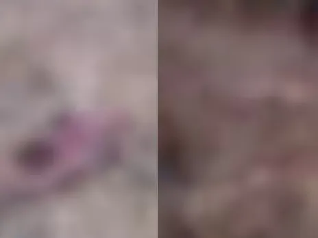 ARALAM FARM ELEPHANT ATTACK