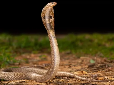 snake 111