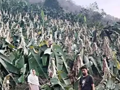 കൃഷിനാശം