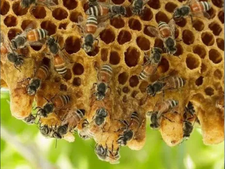 honeybee