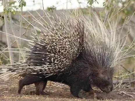 Indian crested porcupine