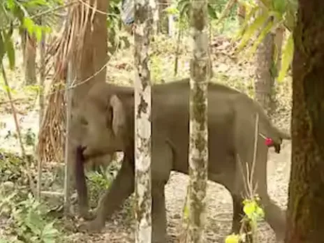 elephant was drug injected