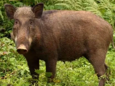 wild boar 2