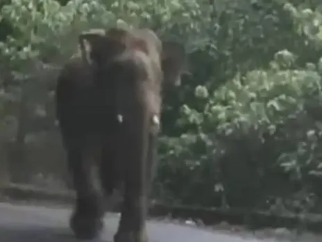 kuttyady wild elephant attack