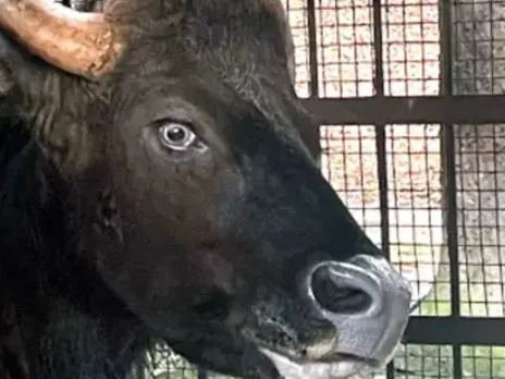 gaur