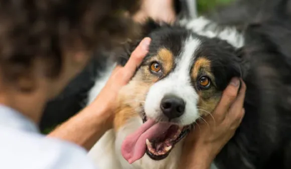dog