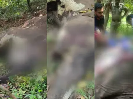 three elephants death